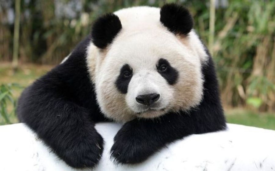 Comel u0026 Kuat Makan, Ini 10 Perkara Anda Perlu Tahu Tentang Panda 