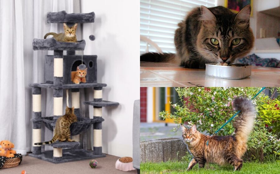 Manjakan Si Comel Jangan Monyok Ini 5 Tips Kucing Comel Anda Kekal Aktif Gempak