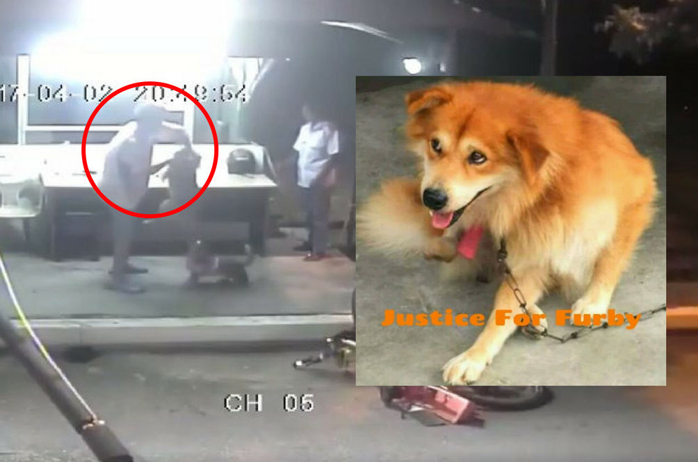 What Can We Malaysians Do When We See An Animal Being Abused Rojakdaily
