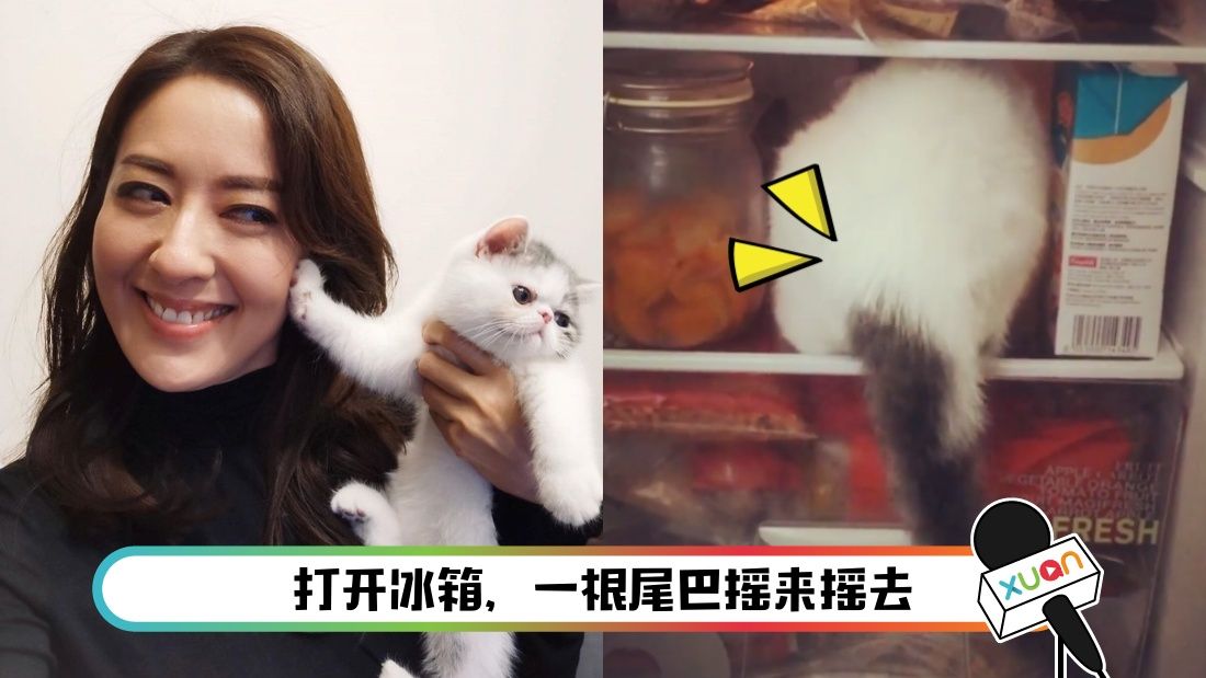 傻眼 唐诗咏打开冰箱惊见爱猫 聊八卦 Xuan Com My
