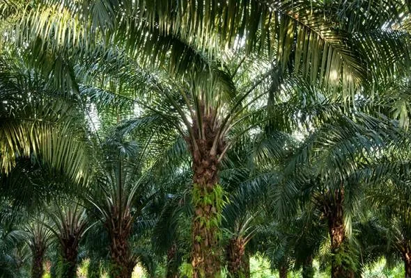 61736236809_TBpalmtreeGENERIC.jpg