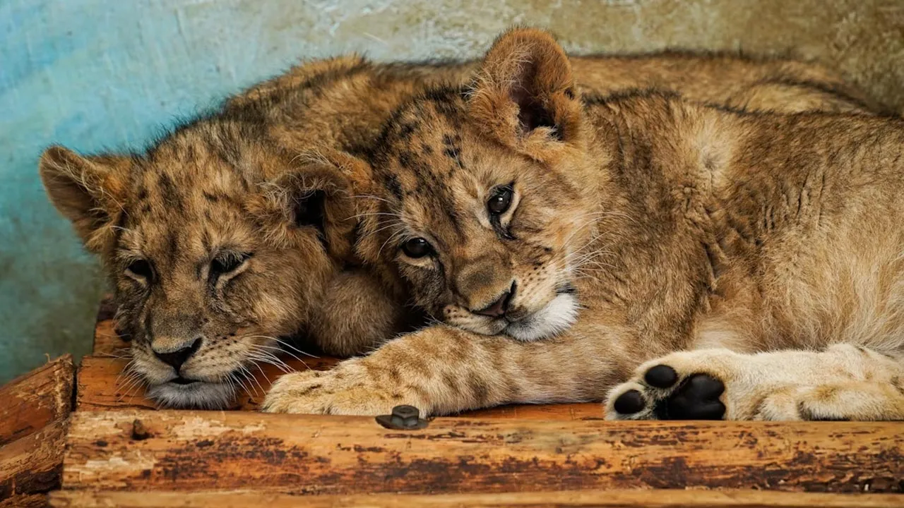 51752995268_Lioncub.jpg