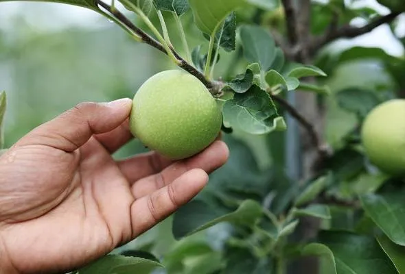 51753172999_apple.jpg
