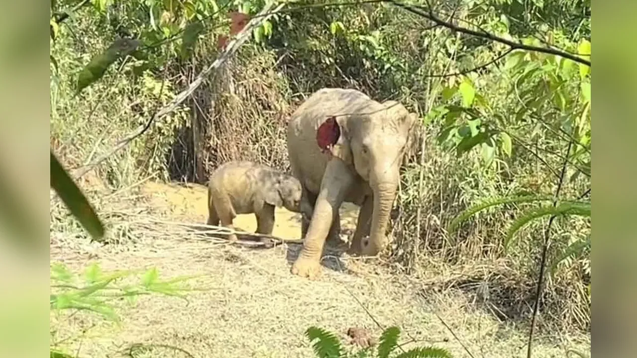 61749361022_TBJERATGAJAH.jpg