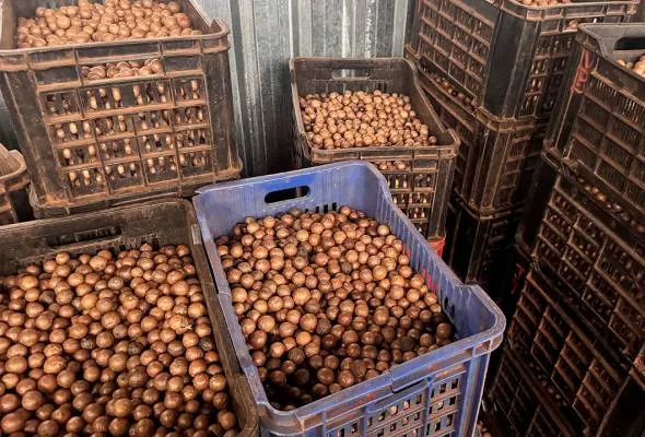 61749632387_macadamia.jpg