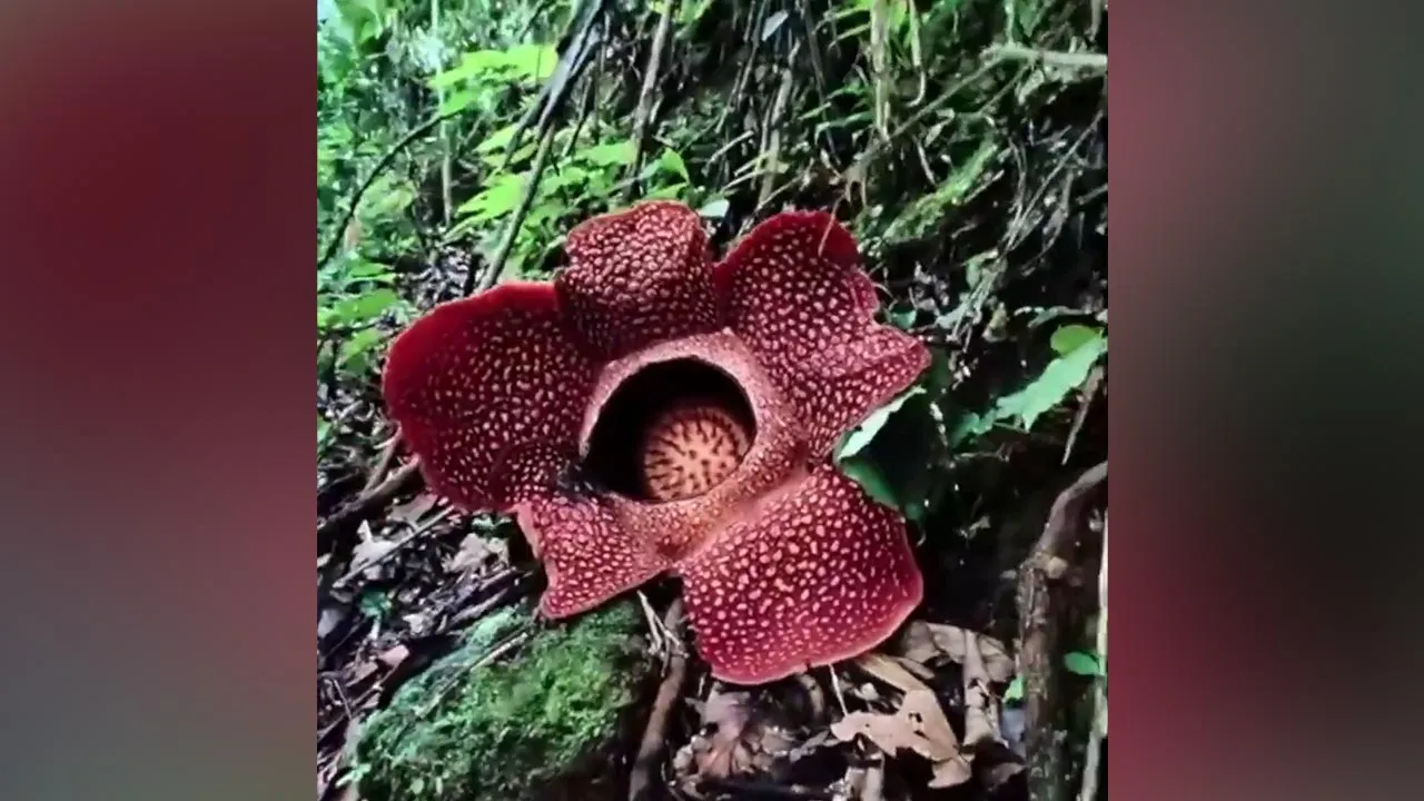 41764287801_TBRafflesia.jpg