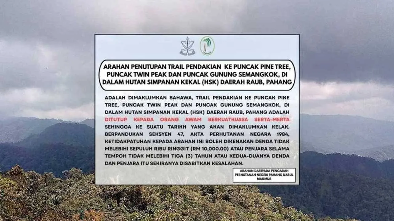 81761133338_tbPuncakPineTree.jpg