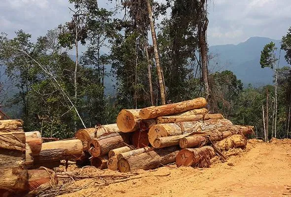 61684912545_Pembalakan.jpg