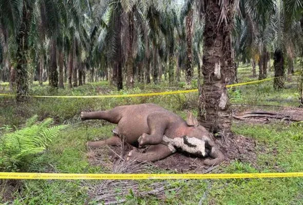 81758932486_BangkaiGajahPygmy.jpg