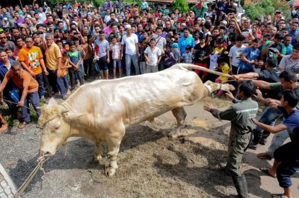 lembu-sado.jpg