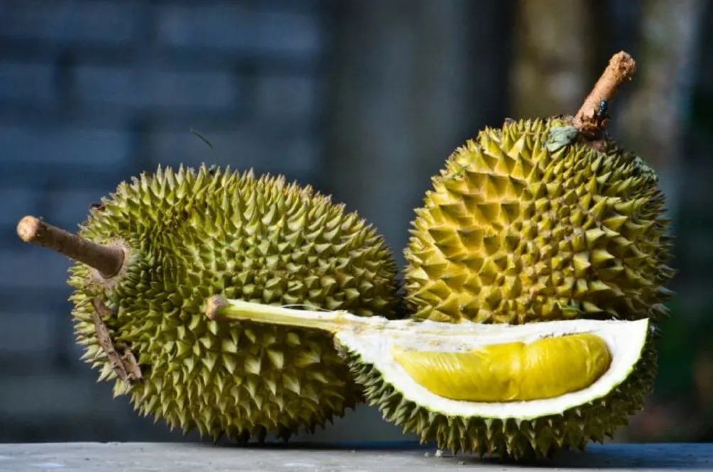 banner-durian.jpg