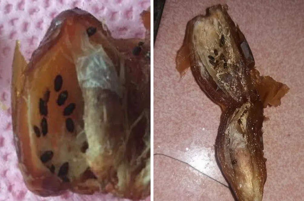 kurma4.jpg