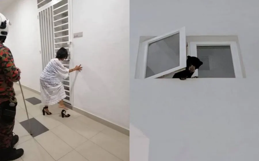beruang.jpg