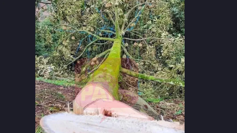 musang-king-tebang.jpg