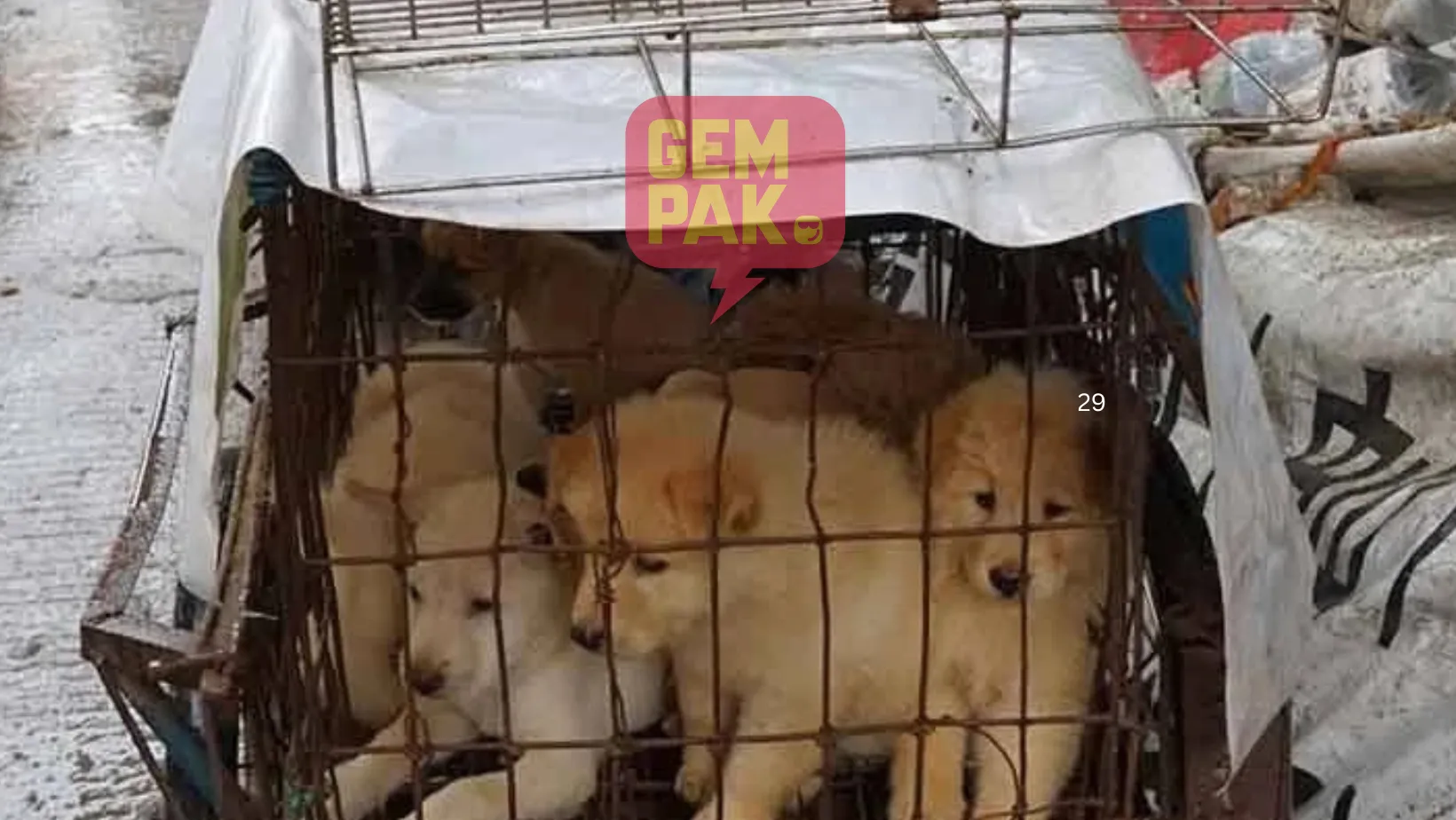 astrogempak_anjing.png