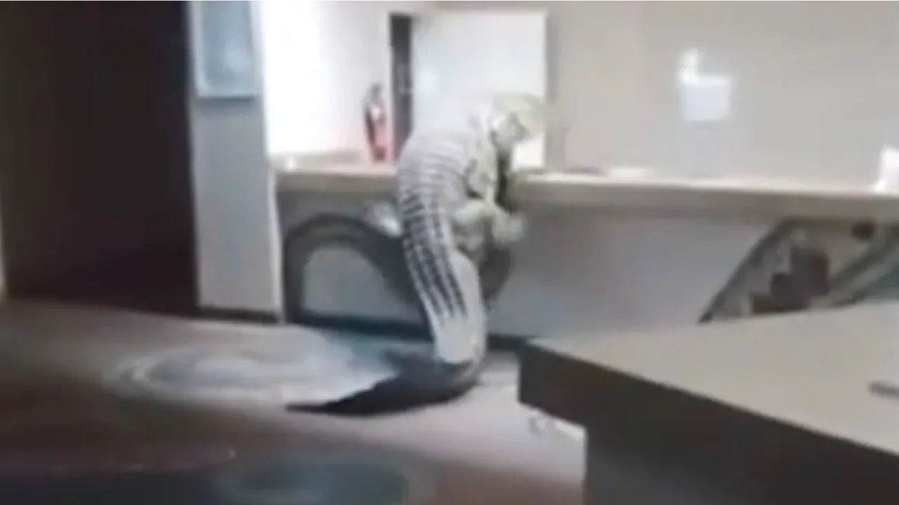 Astro Gempak buaya nil