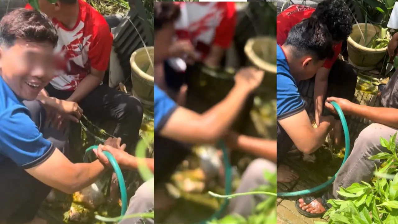 Astro Gempak lembu seluar dalam