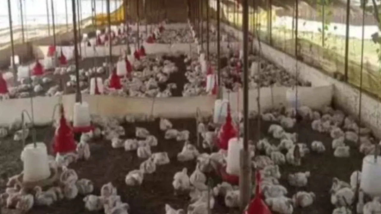 Ayam mati terkejut muzik kuat