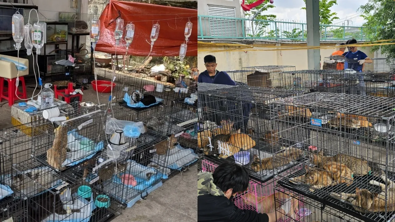Catsft