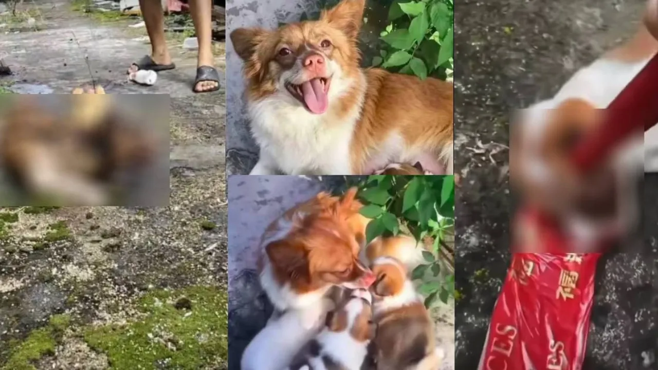 Video Tular Cetus Kemarahan, Empat Remaja Didakwa B*nuh Anjing