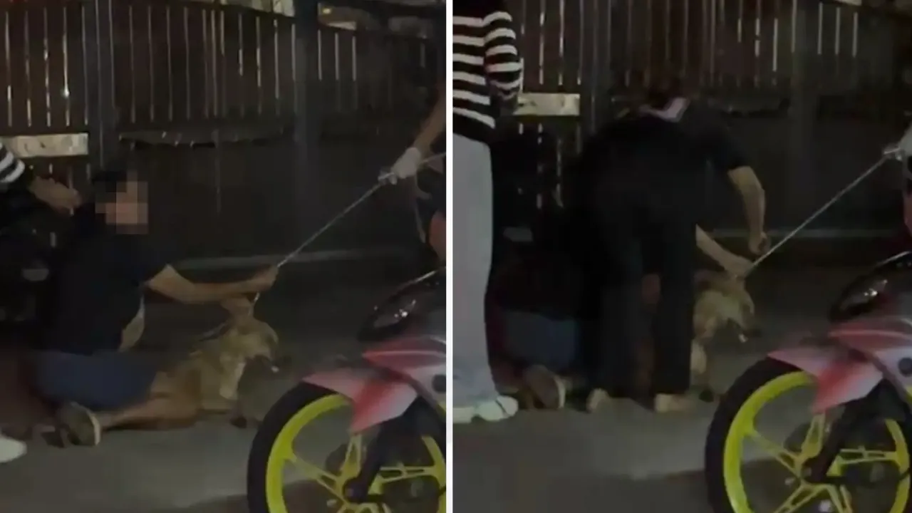 Persatuan Haiwan Terbiar Malaysia berkata ketiadaan lesen tidak beri hak kepada sesiapa pukul, jerut, dan heret haiwan sampai mati.