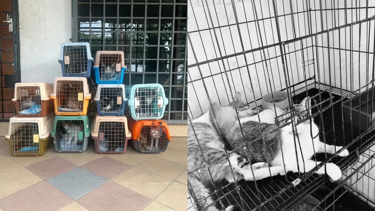M'sian Couple Rescues 30 Cats From Filthy House Filled With Dead Cats' Remains After Tenant Flees