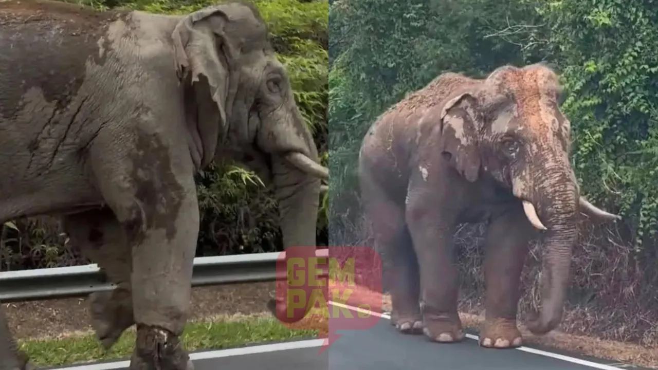 Kaki Luka, Si Gajah Sulong Tetap Gigih Berjalan Pulang Dari Gerik Ke Gua Musang, Buat Netizen Sebak - “Sedihnya Tengok Kaki Dia…”