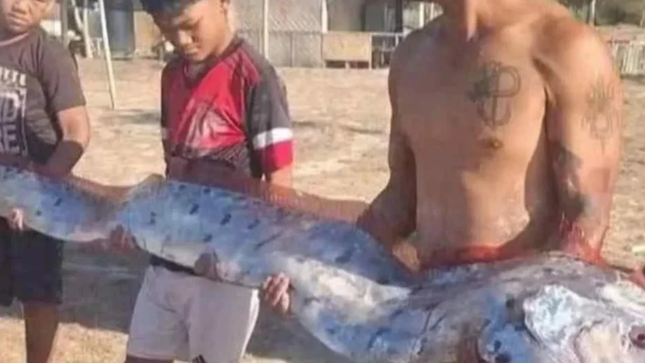 Ikan laut dalam yang merupakan spesies jarang dijumpai itu dianggarkan sepanjang kira-kira empat meter.