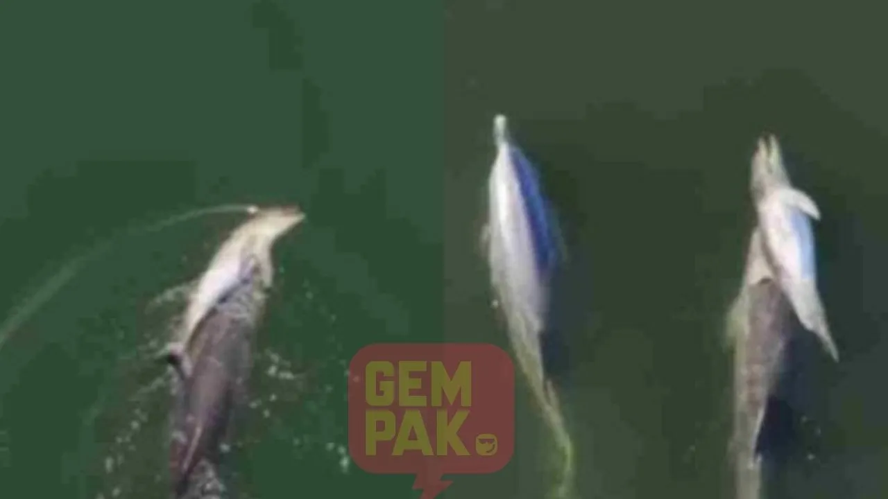 Kasihnya Ibu, Ikan Lumba-Lumba Enggan Tinggalkan Anak Yang Sudah Mati