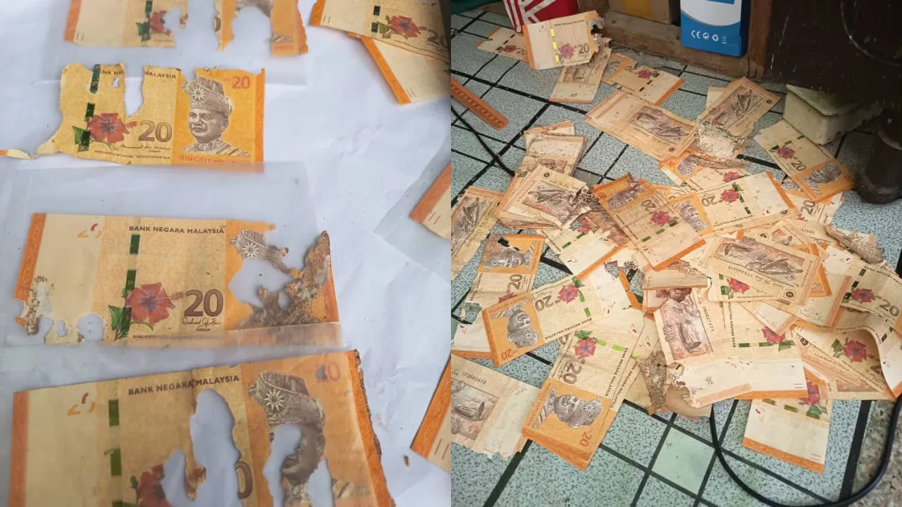 M’sian Woman Horrified After Discovering Termites Had Eaten Her RM2,000 Cash Savings