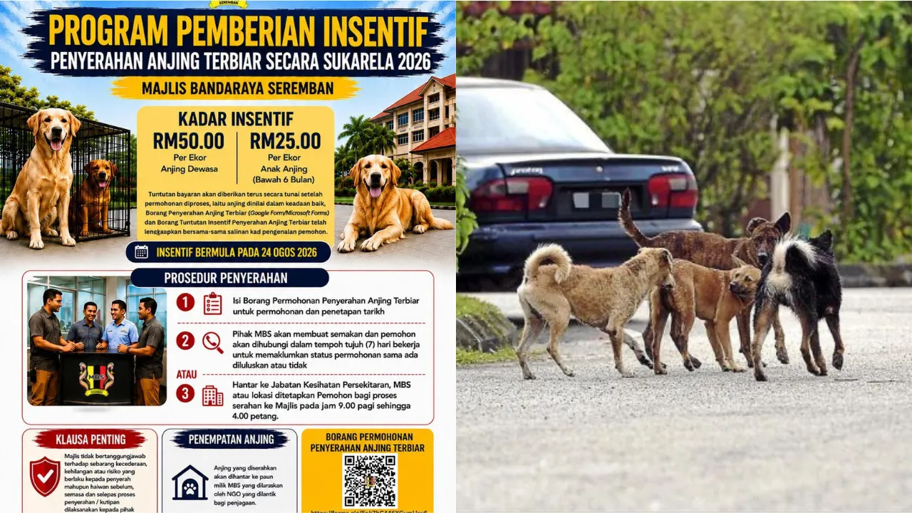 Animal Rights Group Criticises MBS' RM50 Cash Reward Scheme For Capturing Stray Dogs
