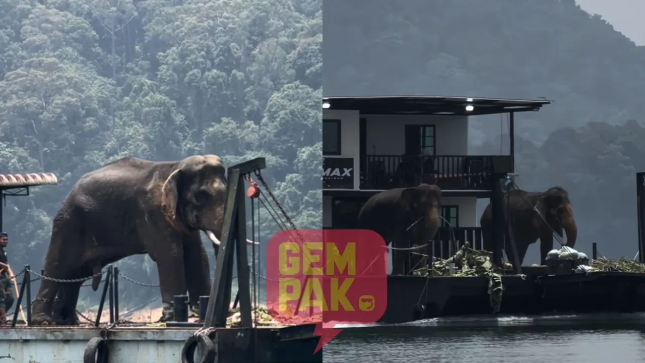 Pernah Tular Kerana Kaki Luka, Gajah Sulong Chalil Kini Selamat Dipindahkan Ke 'Rumah Baharu'