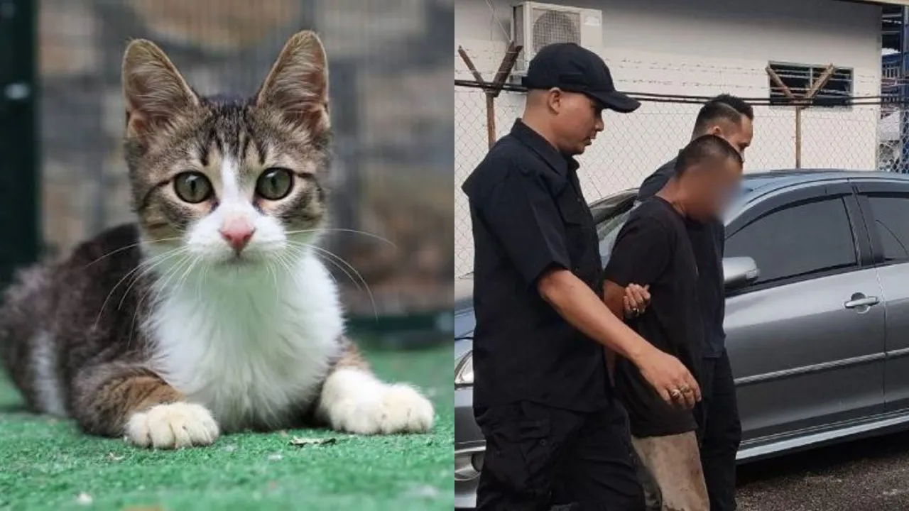 Malaysian Man Accused of Sexually Assaulting a Cat in Kelantan, Here's What We Know About the Case So Far