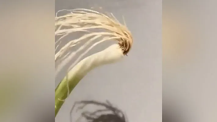 daun bawang