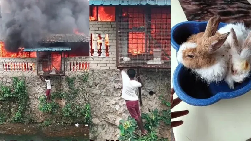 A School Student, Jason Braces Fire to Save Trapped Rabbits in Kajang ...