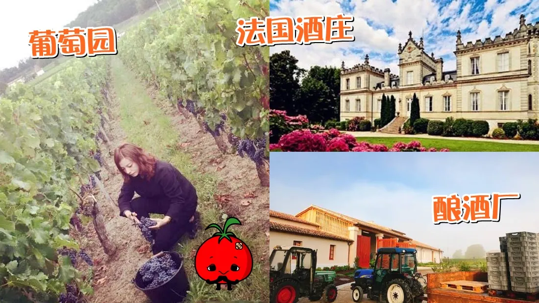 zhaowei_wine_banner.jpg