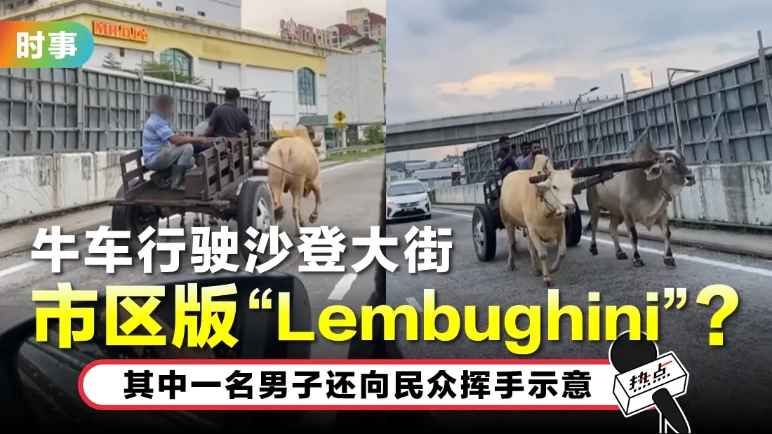 tn-lembu.jpg