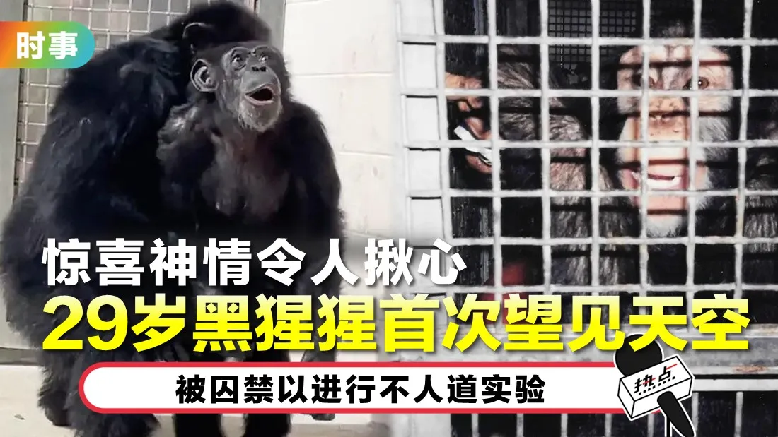 0628-tn-chimp.jpg