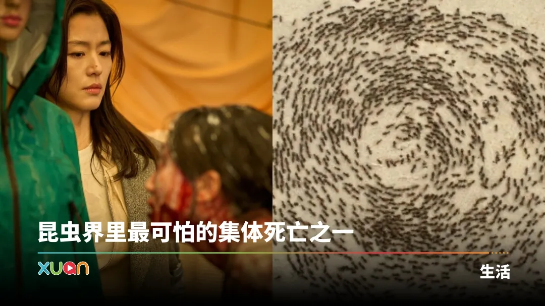 Colony 蚂蚁死亡漩涡