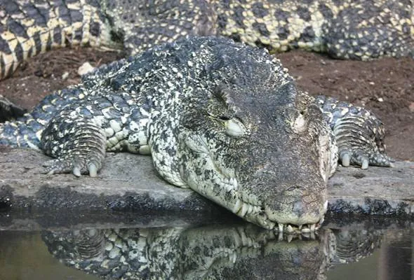 61447079148_crocodilealigator.jpg