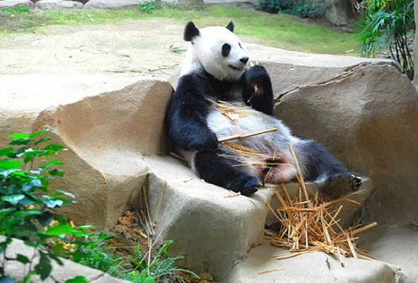 81439900492_panda.jpg