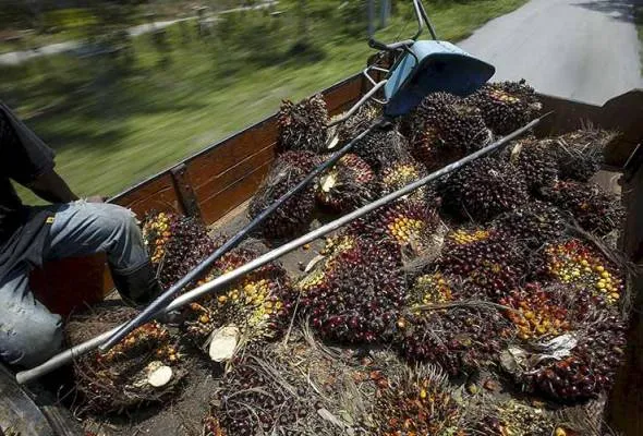 81448894601_FeldaOilPalm.jpg