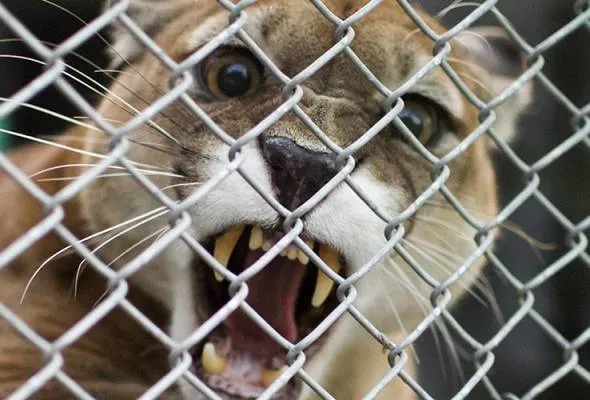 61466328353_Cougar.jpg