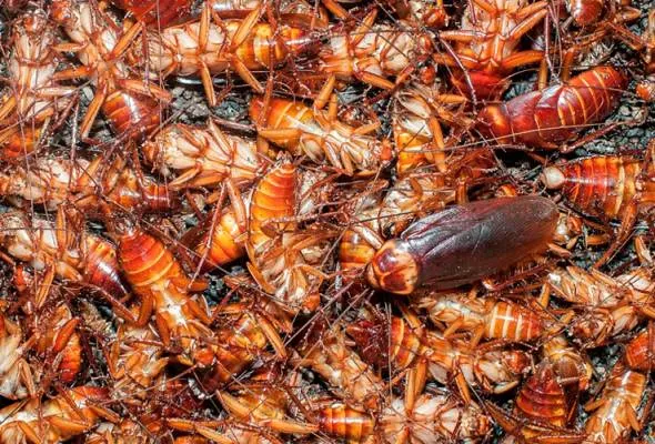71512339221_cockroaches.jpg