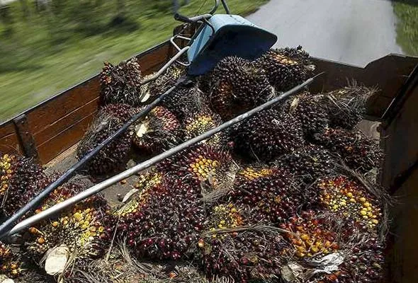 51453113014_FeldaOilPalm.jpg