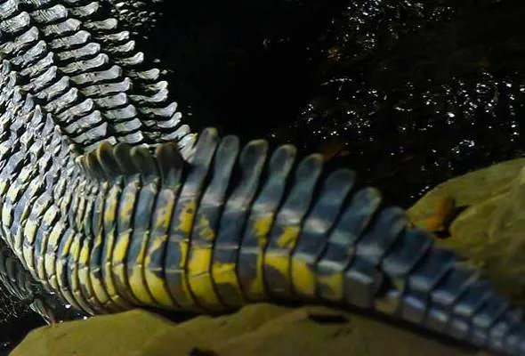 61487144279_Crocodile.jpg