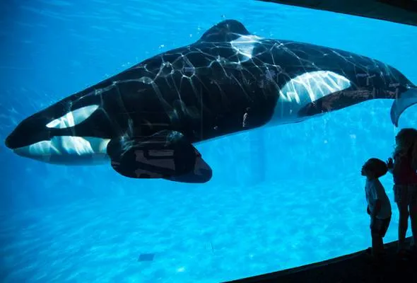 41483870750_Orcakillerwhale.jpg