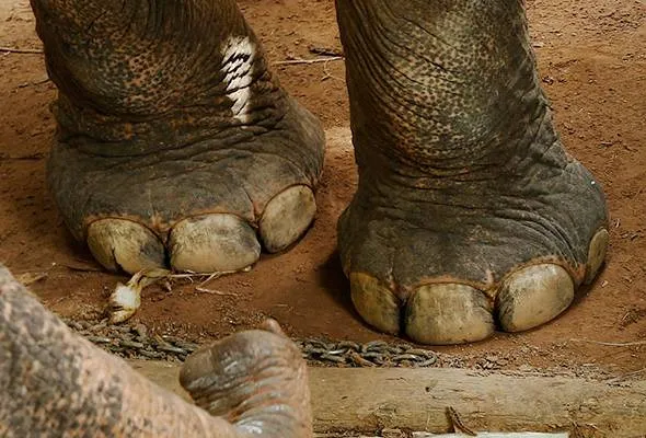 61489472148_Elephantleg.jpg