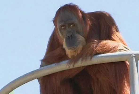 61519105240_OrangUtan.jpg