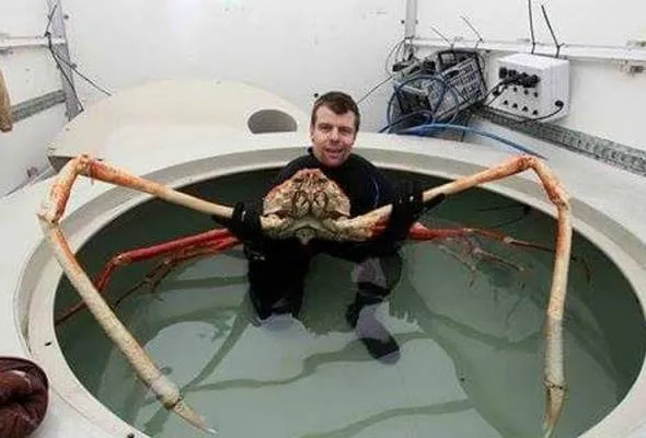 41519618488_GiantCrab.jpg